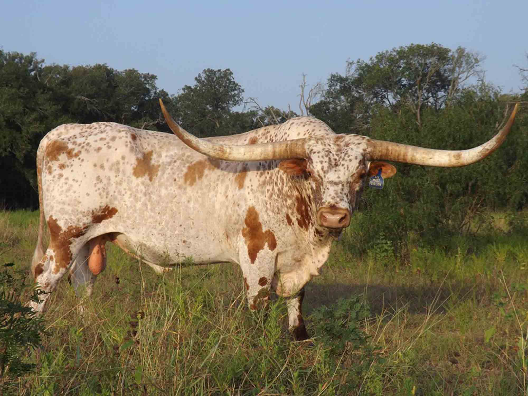 Rocking O Longhorns Texas Longhorn heifer calves for sale